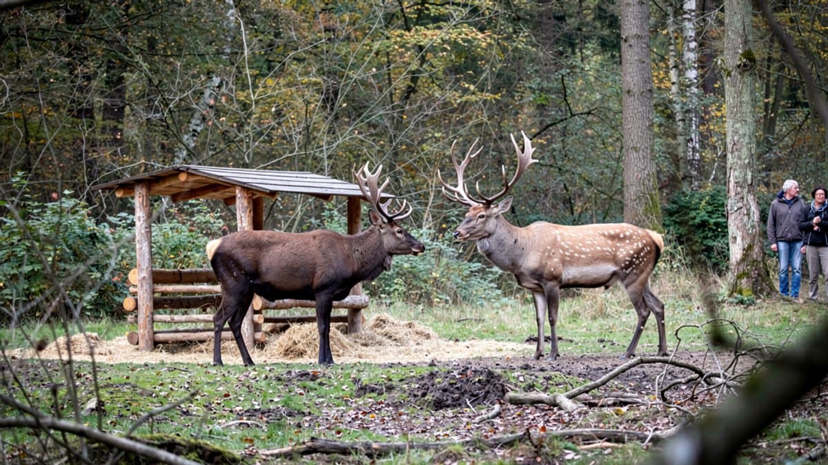 KI-generiertes Bild zu Wildgehege Klövensteen